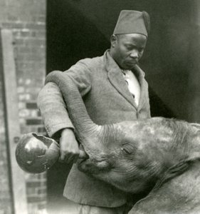 Jeune éléphant africain Kiberenge buvant donné par Darisha tandis que Syed Ali regarde en arrière-plan, Zoo de Londres, septembre 1923